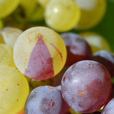 Roter Riesling Mutation ANT 6008